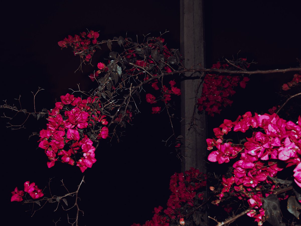 SyedShaheeer's tweet photo. Pleasing to the senses or mind aesthetically 💗🌺🌕
#quote #quote #caption #photographer #photography #photo #pink #pinkaesthetic #pinkflowers #pinkaesthetics #flower #flowerphotography #flowers #flowerstagram #portrait_shots #portraits #portraitphotography https://t.co/Cw0mNRoQax