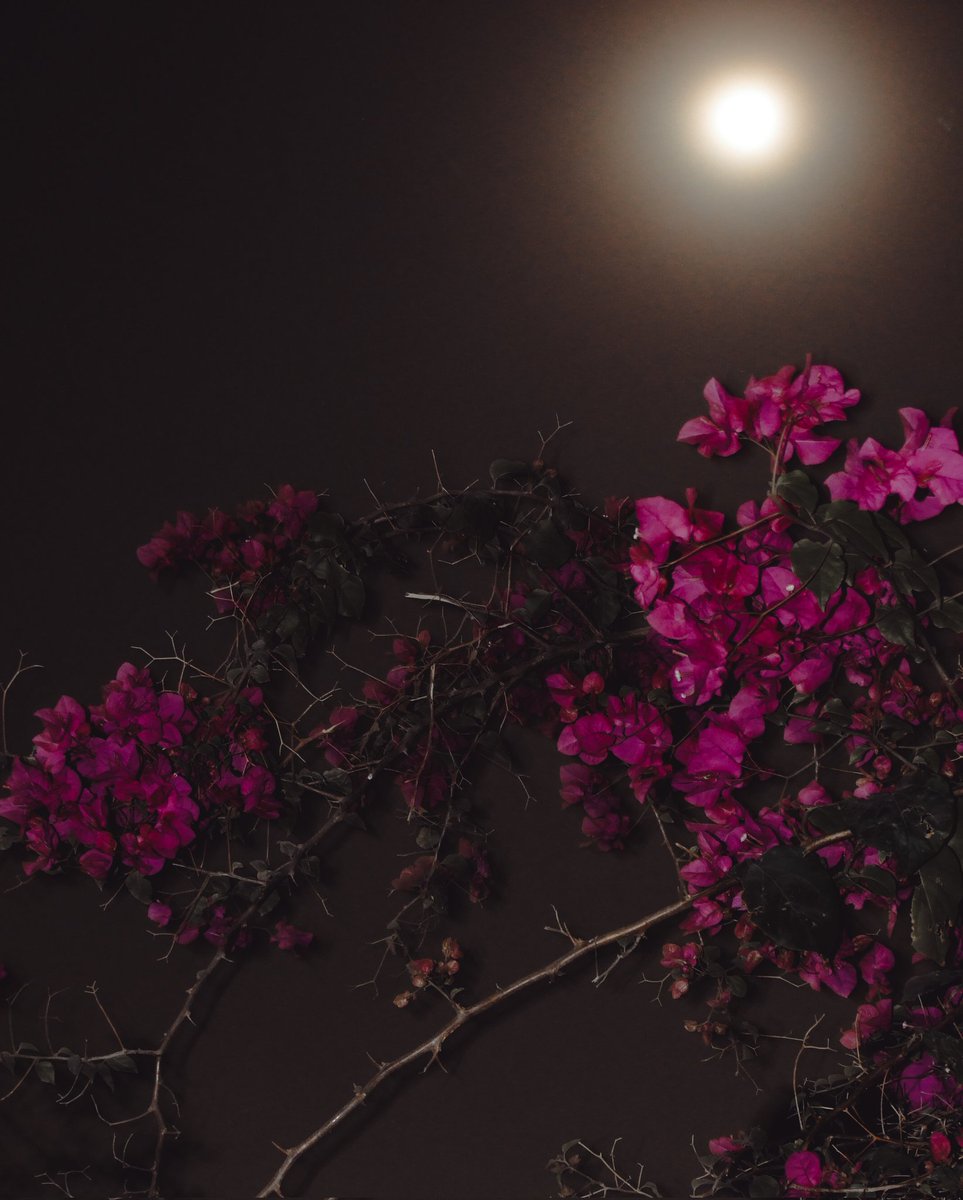SyedShaheeer's tweet photo. Pleasing to the senses or mind aesthetically 💗🌺🌕
#quote #quote #caption #photographer #photography #photo #pink #pinkaesthetic #pinkflowers #pinkaesthetics #flower #flowerphotography #flowers #flowerstagram #portrait_shots #portraits #portraitphotography https://t.co/Cw0mNRoQax