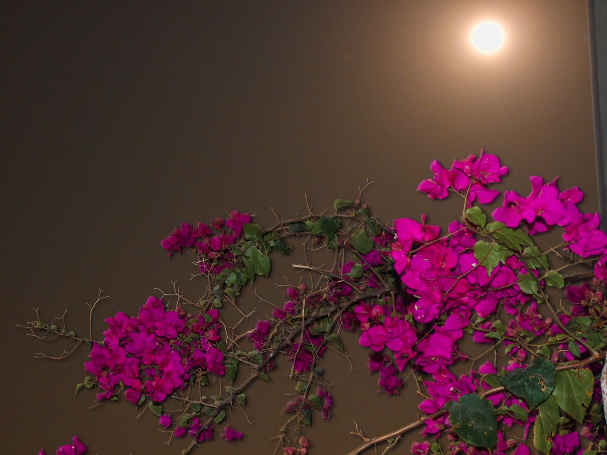 SyedShaheeer's tweet photo. Pleasing to the senses or mind aesthetically 💗🌺🌕
#quote #quote #caption #photographer #photography #photo #pink #pinkaesthetic #pinkflowers #pinkaesthetics #flower #flowerphotography #flowers #flowerstagram #portrait_shots #portraits #portraitphotography https://t.co/Cw0mNRoQax