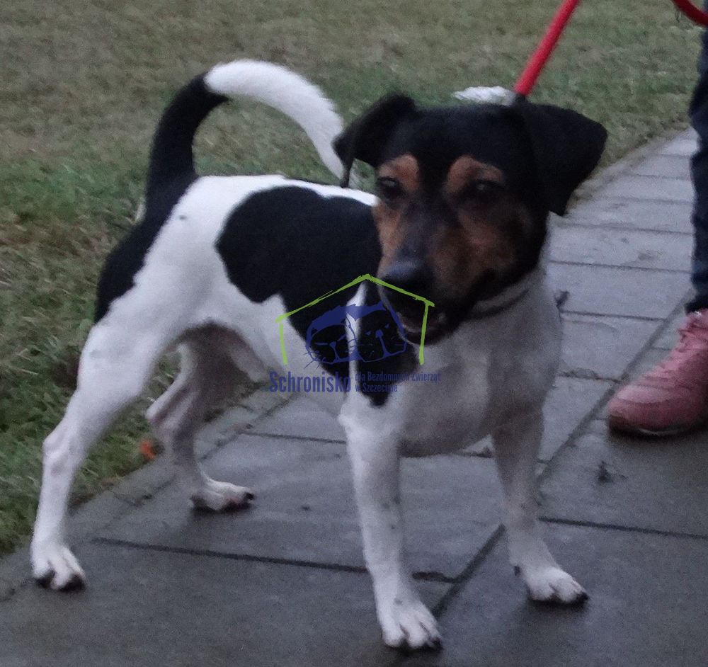 Znaleziono psa, Szczecin
25/24 Pies dowieziony przez Pogotowie Interwencyjne 20.01 około godziny 20:00....
wieszgdziezwierz.pl/psy/znalezione…
#znalezionopsa #znaleziono #pies #szczecin