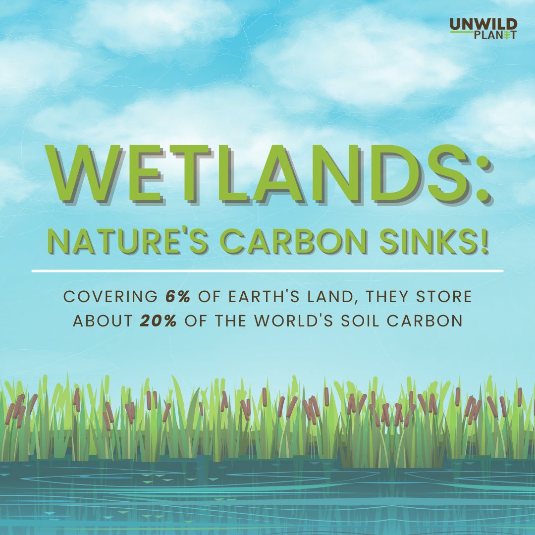UnWildPlanet's tweet photo. Let's celebrate #WorldWetlandsDay, let's spread the word on the vital role wetlands play in mitigating climate change! Here's how - These natural wonders act as carbon sinks, capturing and holding CO2 and other greenhouse gases, preventing their release into the atmosphere. https://t.co/b7BAjf1fQM