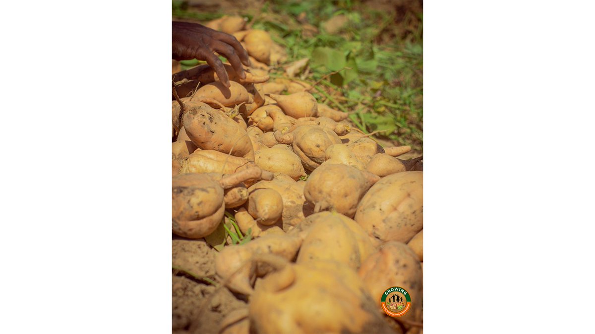 growing_ghana22's tweet photo. These amazing farmers from Northern Ghana, part of the GROWING project, are not just growing sweetpotatoes; they're growing opportunities and strengthening communities. Here's to their success and resilience! #GROWINGProject #WomenInAgribusiness https://t.co/p3CuYZwZ5p