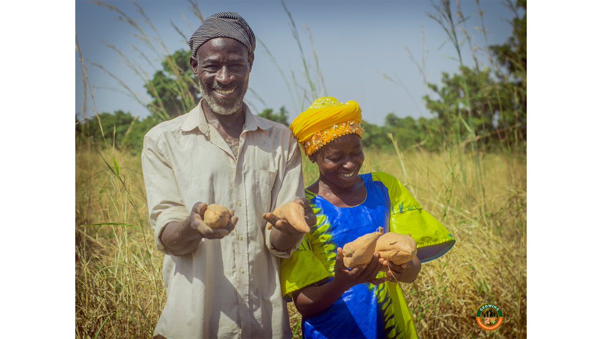 growing_ghana22's tweet photo. These amazing farmers from Northern Ghana, part of the GROWING project, are not just growing sweetpotatoes; they're growing opportunities and strengthening communities. Here's to their success and resilience! #GROWINGProject #WomenInAgribusiness https://t.co/p3CuYZwZ5p