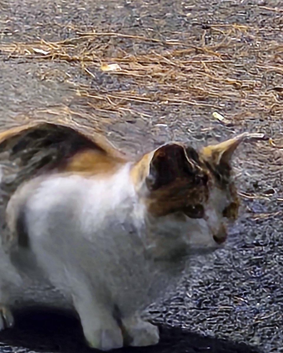 enhypenweverse's tweet image. [ #선우’s Post ] 240202

#SUNOO: The colors are similar heh
(pumpkin color?

@ENHYPEN_members @ENHYPEN #ENHYPEN #엔하이픈