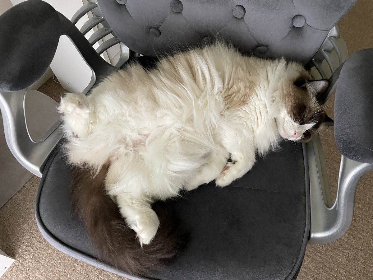 What do you mean it’s “your” chair?! #jellybellyfriday #ragdolllife