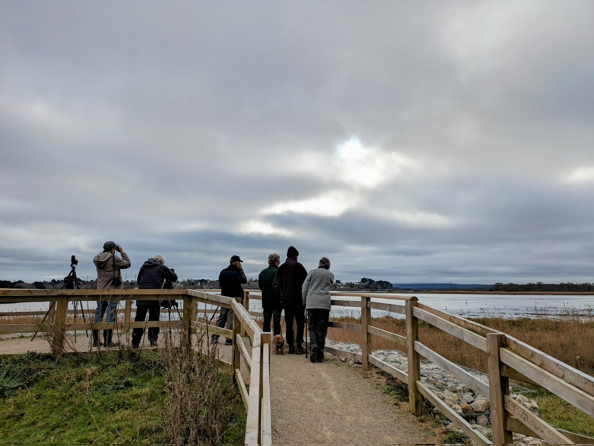 NarwhalSh's tweet photo. Visitors enjoying White-tailed Eagle, grey male Hen Harrier, 2 Marsh Harriers, Spoonbill and Spotted Redshank #RockLeaView. 3 Water Pipit elsewhere on site. #RSPBLytchettFields @ianballam @harbourbirds @DorsetBirdClub https://t.co/ETzjCek3UE