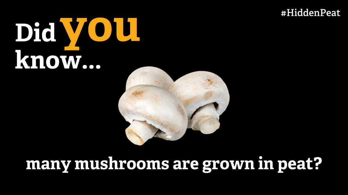 We KNOW that peat needs to stay in the ground. Our peatlands are the biggest store of carbon on land in the UK – storing more than the forests of the UK, France and Germany combined!

And yet.

#WorldWetlandsDay #HiddenPeat

(1/3)