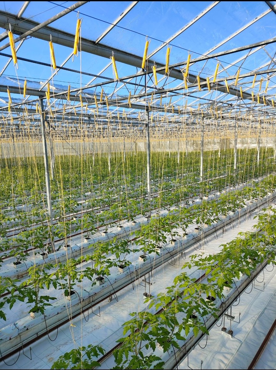 Croftpak's tweet image. All plants in and tied up ready for the 2024 season. Just need some sunshine 🌞☀️