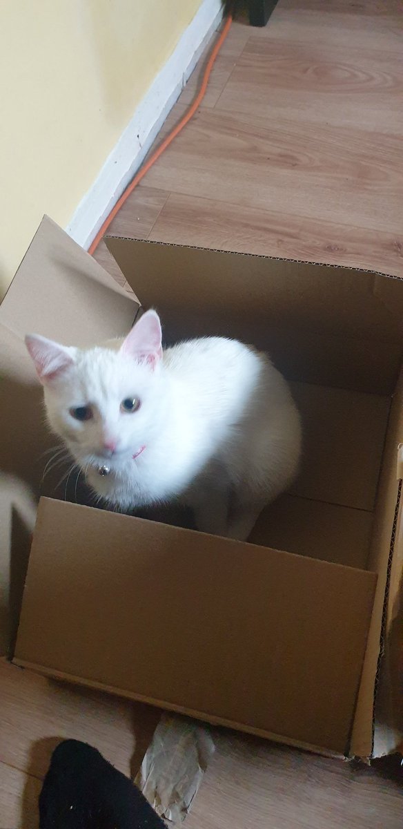 me cat is in de box too cute of a moment tbh 😢 (Cat is called Millie)