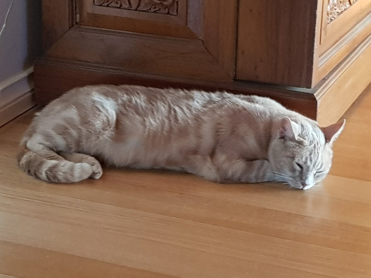 Oh dear, another one of those days accidentally shut in the spare room, 45deg outside, aircon not turned on in that part of the house. M&amp;D haven't yet worked out where I was *hiding* - they looked for me several times when I was missing. All good now 😾