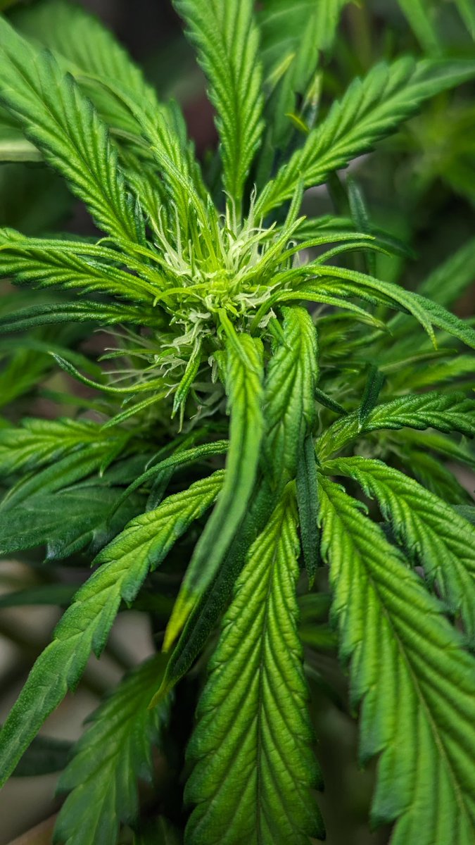 IGROWmids710's tweet photo. Good morning &amp; happy Friday mother truckers😂 this wittle bitch is only 2 ft but those leaves are bigger than my hands💪😁 #WakeNBake #growyourown #HomeGrown #GWAH #3BearsOG #Day29 https://t.co/QxMlD3I5aE