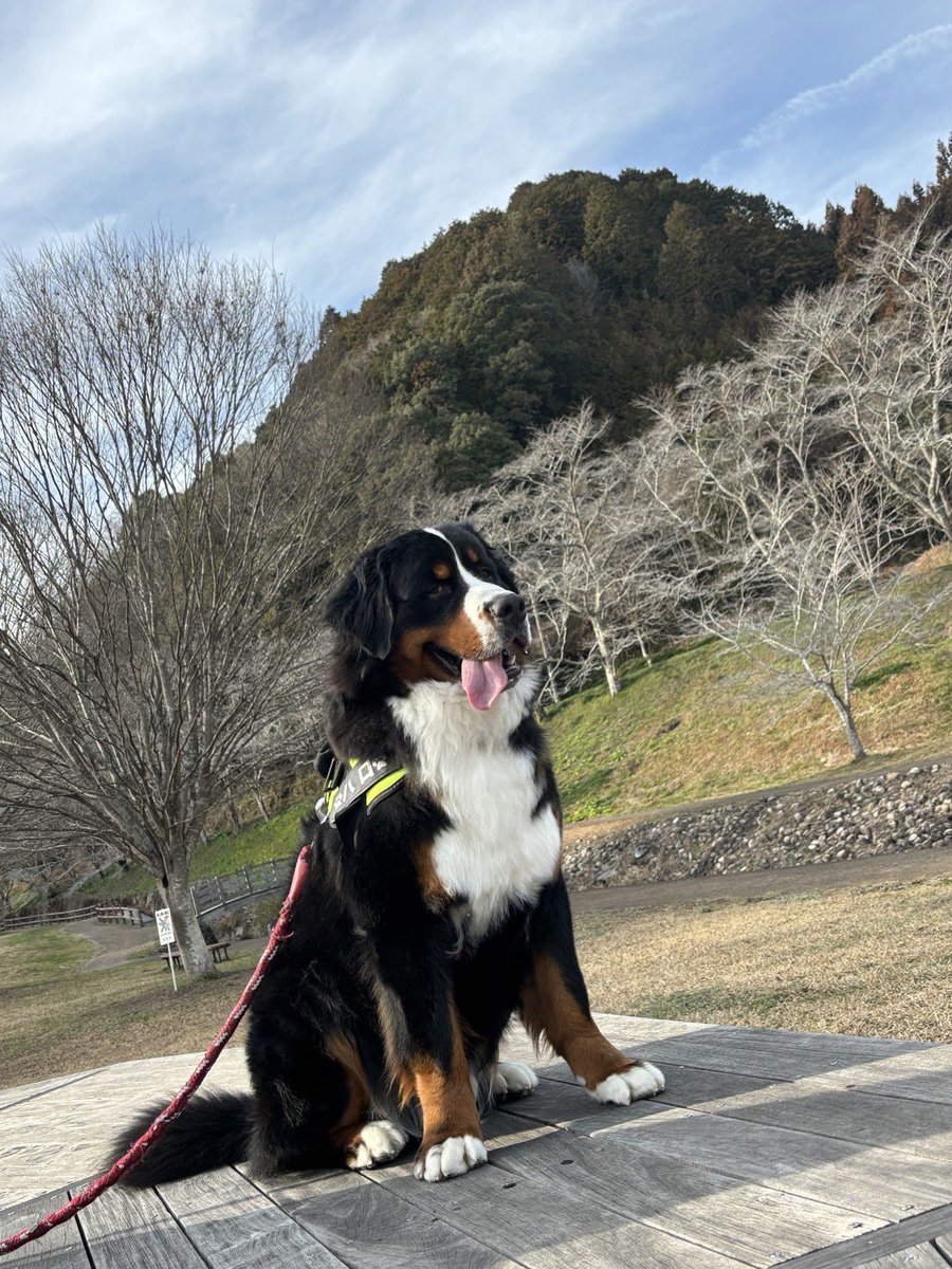 Haro_Bernese's tweet photo. ご満悦犬

#バーニーズ
#バーニーズマウンテンドック https://t.co/0inKOMATSo