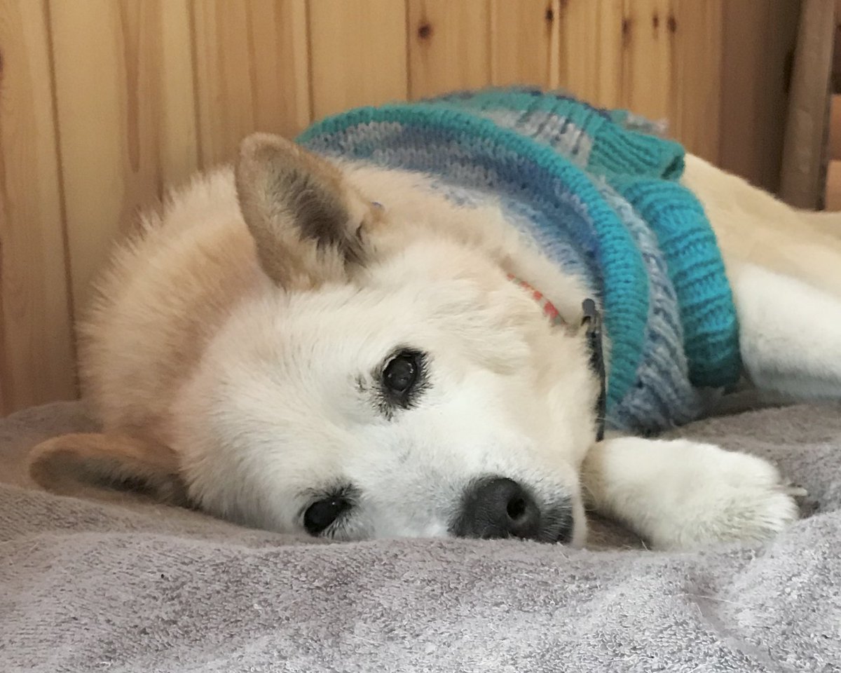 goen0414's tweet photo. まるで「死ぬのは初めての事でとても怖いから、側で見ていてね。ぼくを撫でて名前を呼んでいてね、ずっとだよ」がかたちになったようだった。
皆で名を呼び、魂が離れる直前の身体を撫でさすった。
安心したか、安心してね。 https://t.co/uvtKetRWko