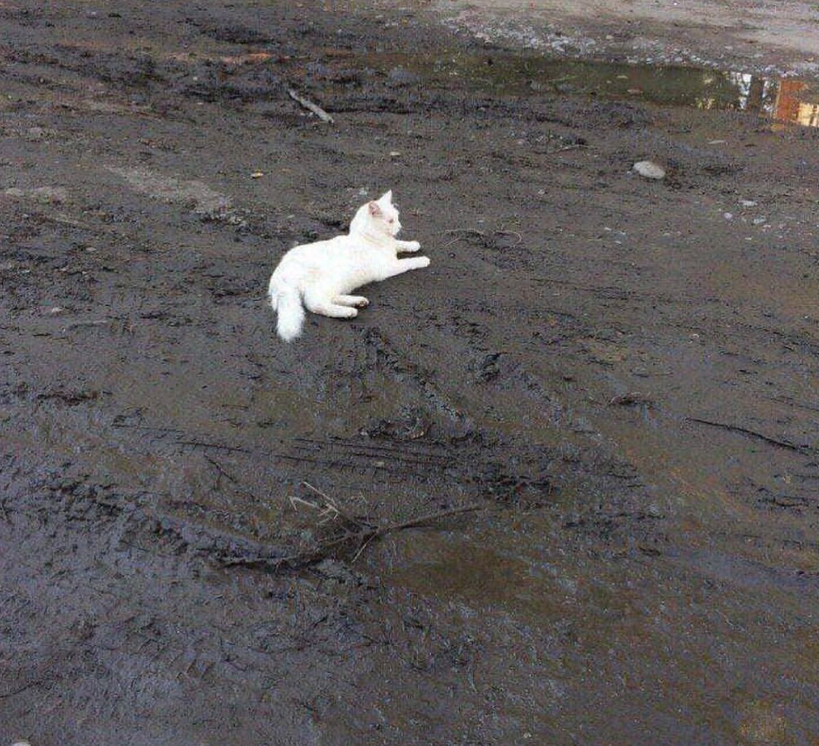 PostsOfCats's tweet photo. I aspire to be this unbothered https://t.co/rJOgFs51NY