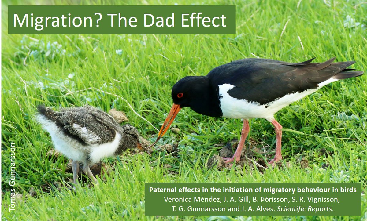 Dad knows best? Mother gets ignored? Timing? #WaderTales blog about really funky #Oystercatcher paper by @VMendezAragon is 3 today 🎂 wadertales.wordpress.com/2021/02/02/oys… #waders #shorebirds #ornithology