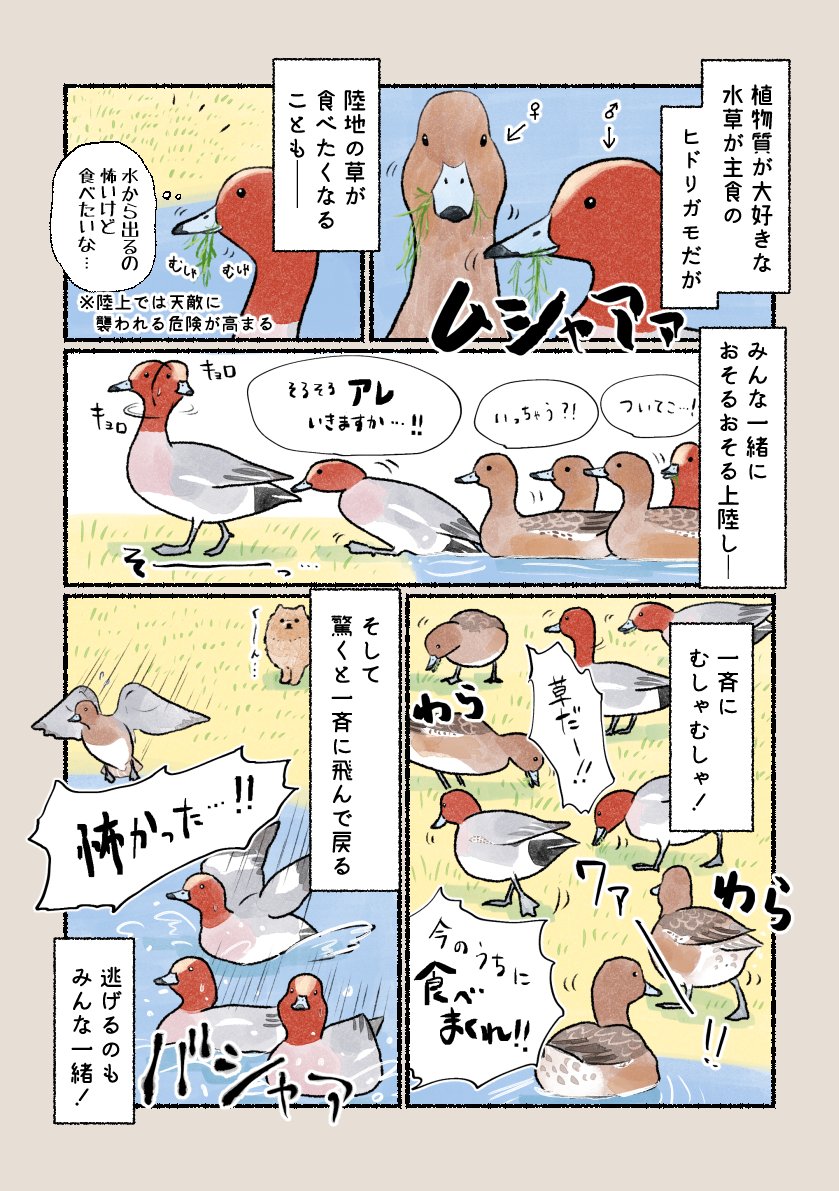 意外と知らない鳥の生活
「みんなで行けば怖くない?」
人のことはあまり気にしません。公園では行進している姿が見られるかも。 