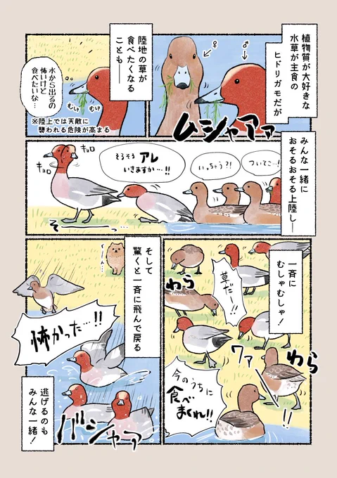 意外と知らない鳥の生活
「みんなで行けば怖くない?」
人のことはあまり気にしません。公園では行進している姿が見られるかも。 