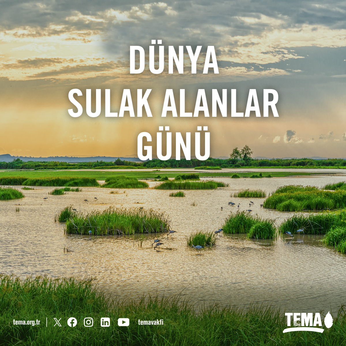 temavakfi's tweet photo. 🦆 Doğa ve insan yaşamına birçok katkı sağlayan sulak alanlar; biyolojik çeşitliliğin en fazla olduğu ekosistemlerden biridir. İklim düzenleme, taşkın kontrolü, kıyı koruması ve geçim kaynağı olarak önemlidir. Ancak, maalesef sulak alanlar giderek azalıyor❗

📉 Küresel Sulak Alanlar Raporu'na göre, son 50 yılda dünya genelindeki sulak alanların %35'i iklim değişikliği ve insan faaliyetleri nedeniyle yok oldu. Ülkemizde ise 2023 sonu itibariyle 120 tescilli sulak alan bulunuyor.

TEMA Vakfı olarak;

📌 Bu yılki “Sulak Alanlar ve İnsan Refahı” teması çerçevesinde, sulak alanların sağladığı ekosistem hizmetlerinin insan refahına olan önemini vurguluyoruz.

📌 Sulak alanların korunması ve bozulanların restorasyonu için acil olarak eyleme geçilmesi gerektiğini hatırlatıyoruz.

#DünyaSulakAlanlarGünü