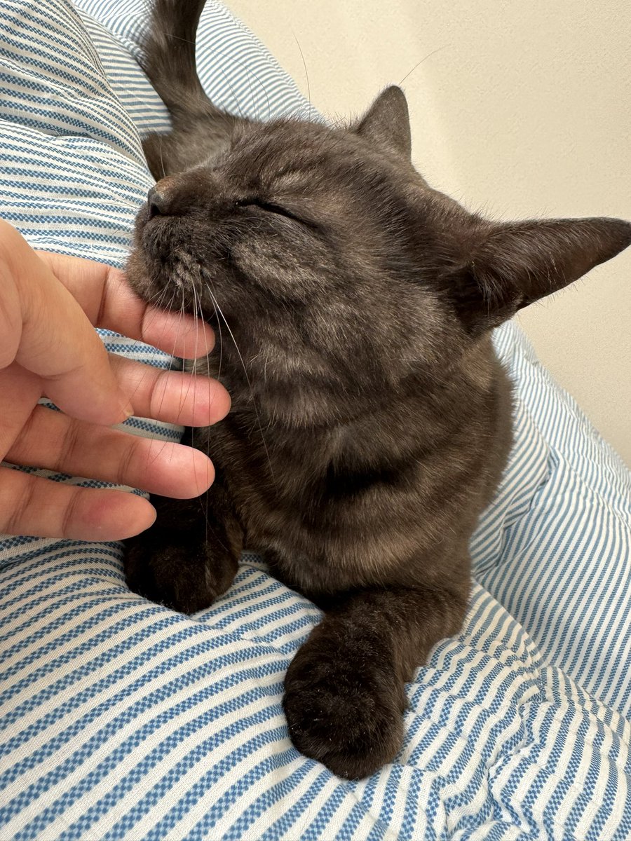 😼😼