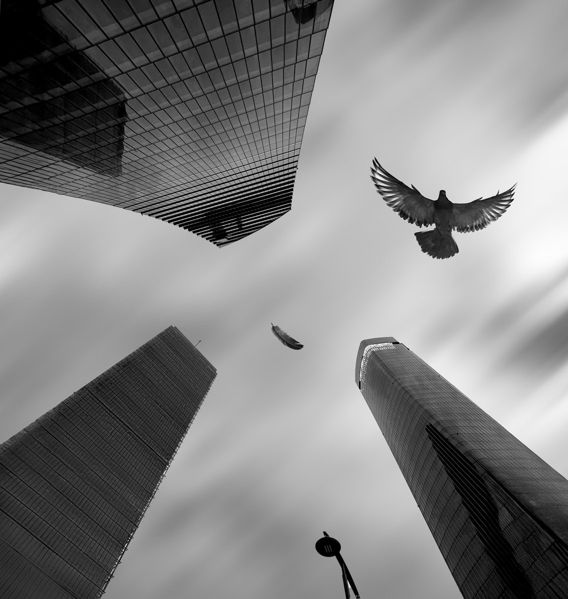Taranukhin_Alex's tweet photo. "Like a feather"
📸
#dove #minimalism #feather #peacedove #artist #artoftheday #beautiful #bnw_Magic #creative #incredible_bnw #instaartwork #light #mood #masters_in_bnw #bw_phototrip #artisartcommunity #ndmagazine #incredible_bnw #incredile_minimal #Photooftheday #art #travel https://t.co/cNBZIJxX8Q