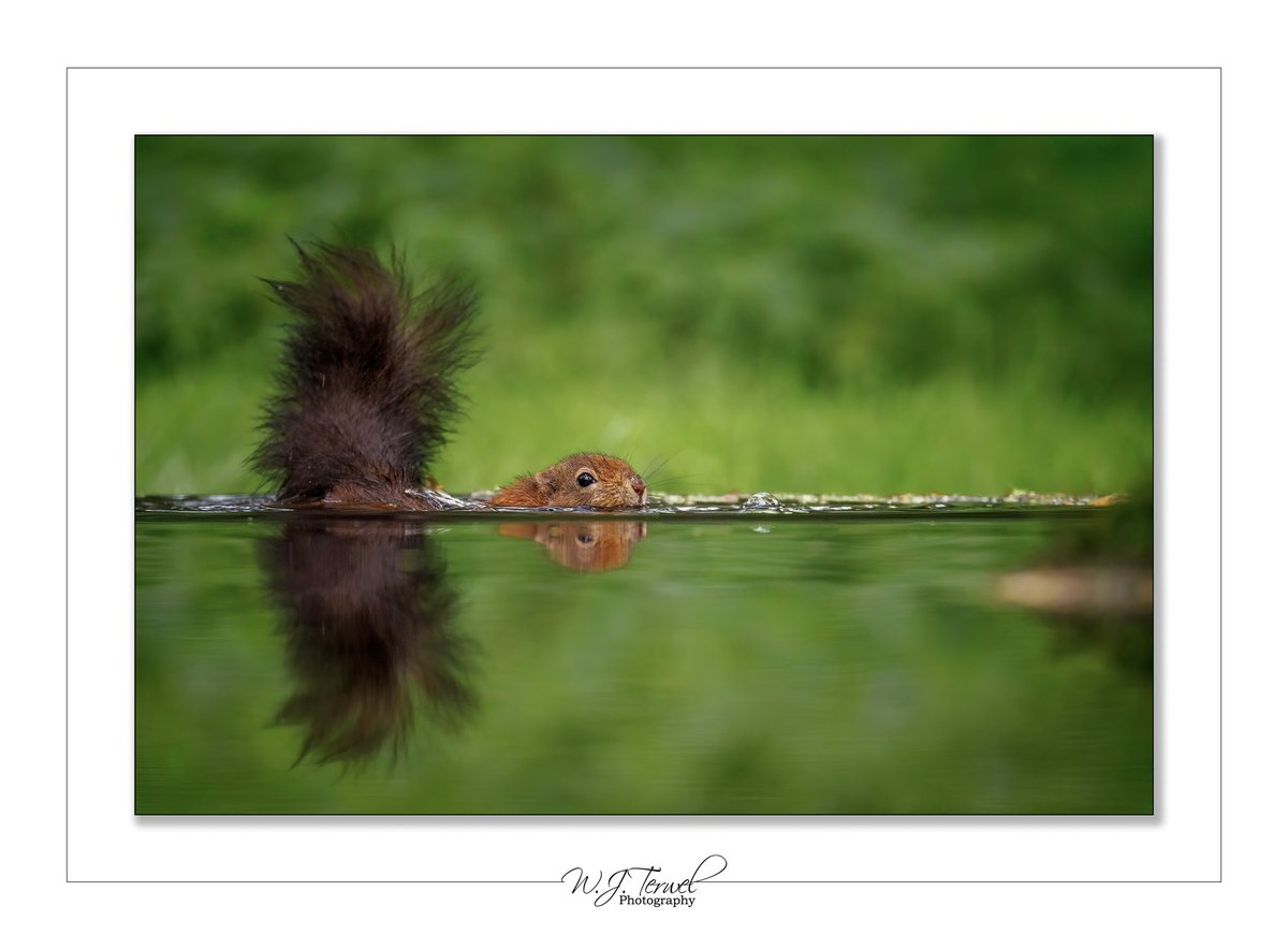 wim962's tweet photo. Waterpret 
#NaturePhotography #Animal https://t.co/uUxTkaBMqU
