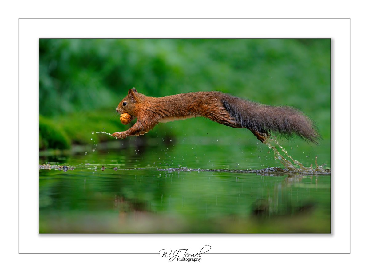 wim962's tweet photo. Waterpret 
#NaturePhotography #Animal https://t.co/uUxTkaBMqU