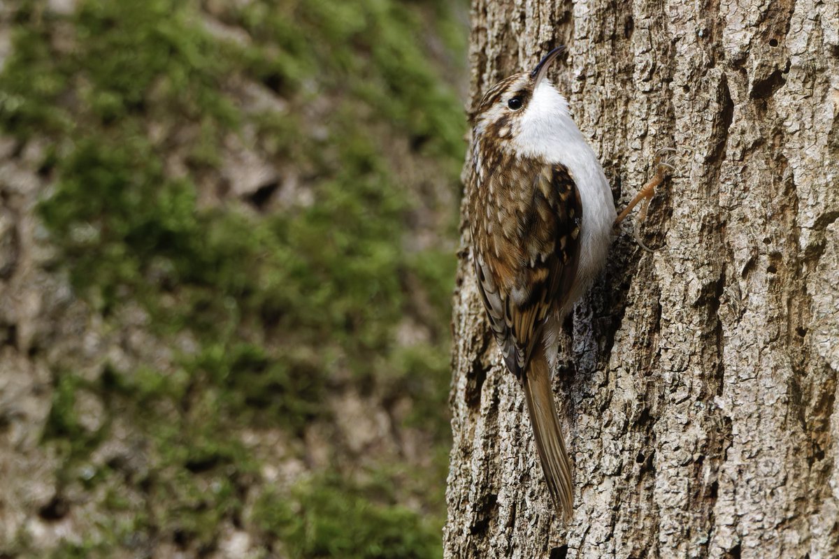 Good morning all 👋 Lovely Tree Creeper spotted yesterday. Such incredible claws 😊