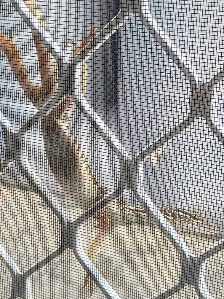 TimMathwin's tweet image. The ground is getting so hot even this little fella is taking a break 😳  #bitwarm