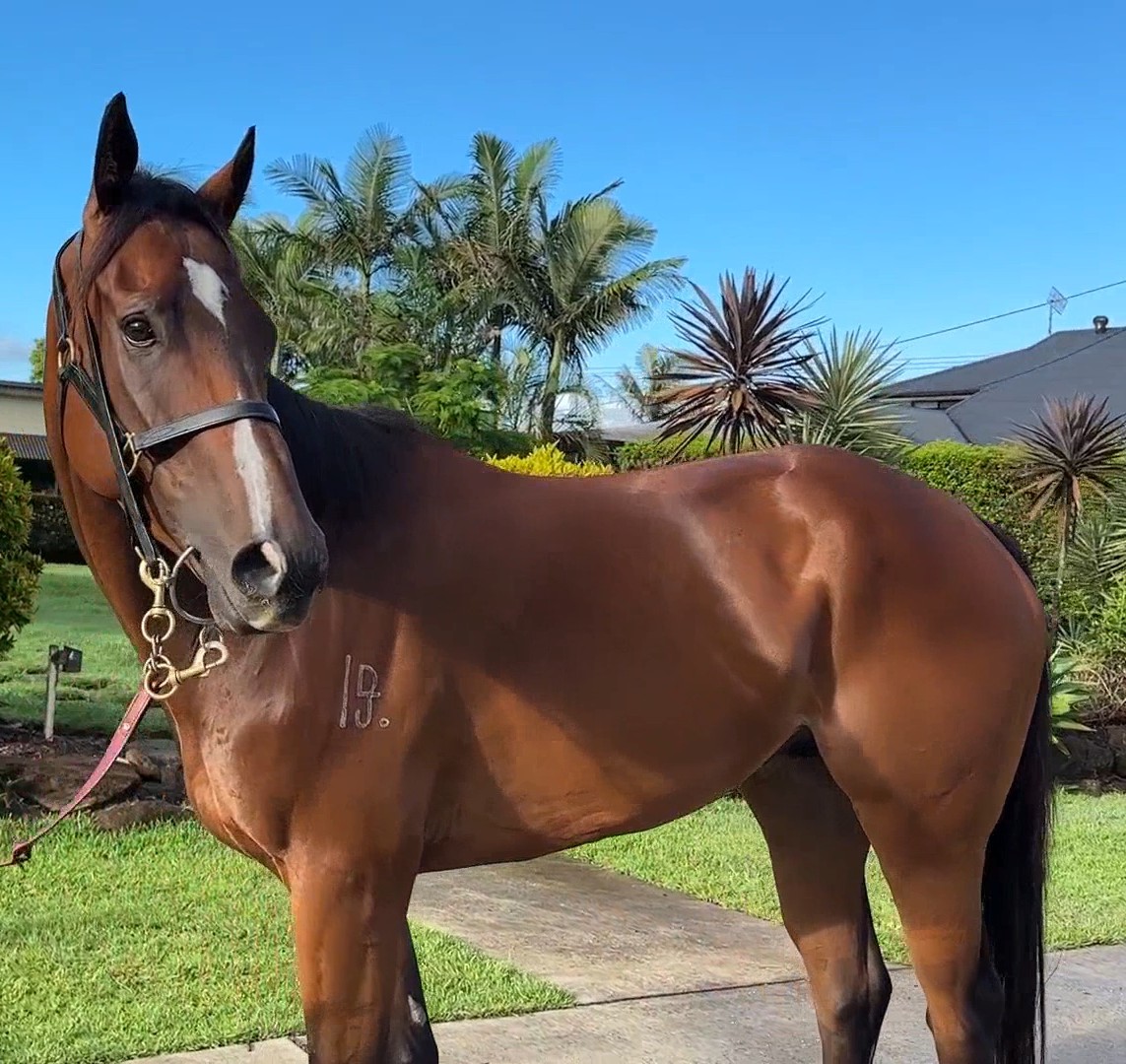 I know I'm biased, but he really is a gorgeous boy. Thanks as always to Tony @Topline_Tbreds and @mattydunnracing. Can't wait to have him back at the races. #ReadyForAnything.