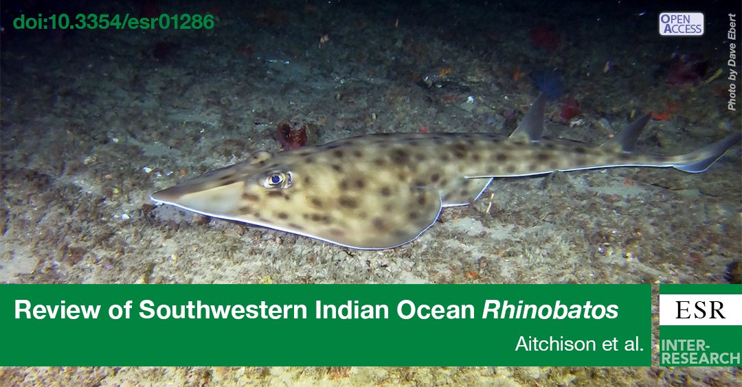 Many species of #guitarfish are threatened with #extinction. We refined the descriptions of 3 species using statistical and morphological methods, providing taxonomic clarity to aid in identification and improve fisheries monitoring. bit.ly/esr_53_67