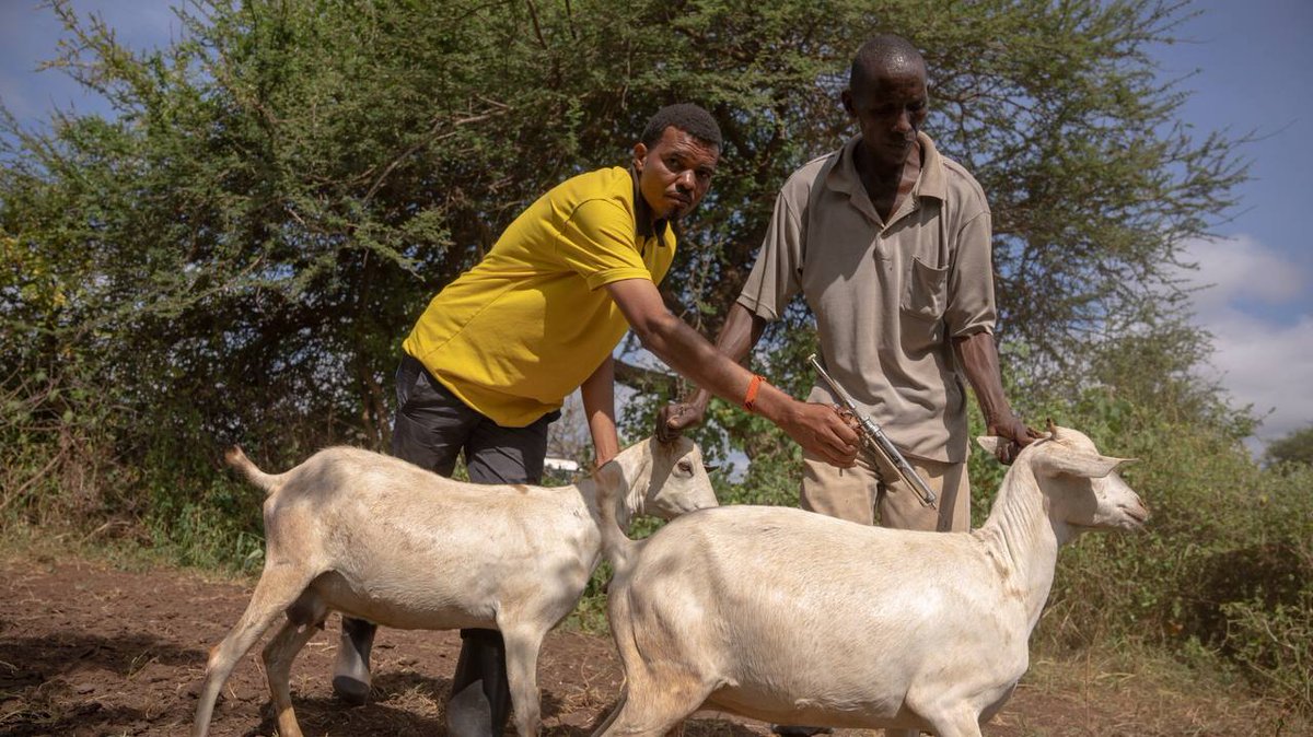 AccessDrop's tweet photo. Racing to inoculate livestock across Kajiado's roughest terrain, our crew is BLITZING through ranches &amp; pastures! We're JAMMING sturdy Vacciboxes to the BRIM, protecting herds from disease. Stay tuned as we put these unstoppable vaccine containers to the TEST! 🥵⏱ #VaxToTheMax https://t.co/synkER8srl