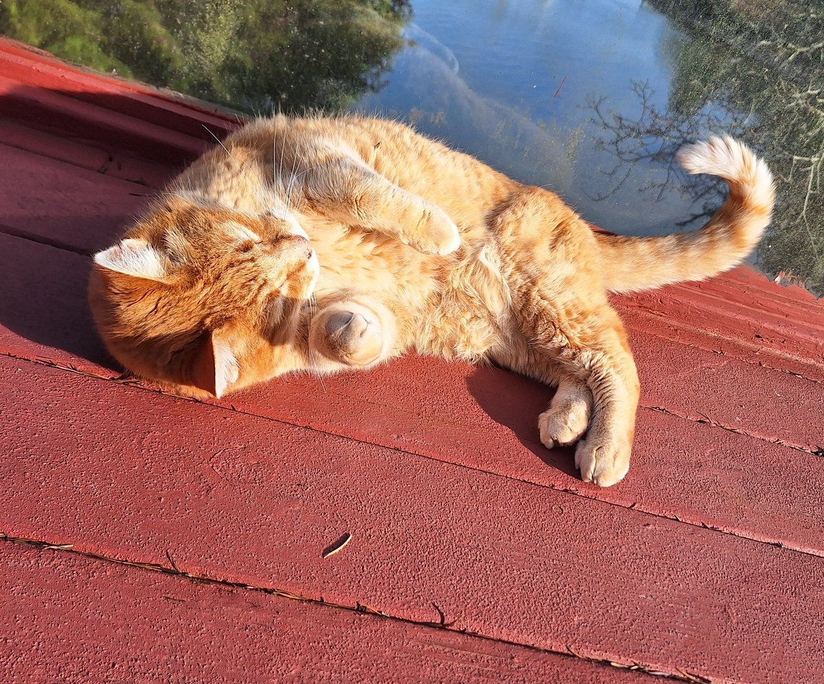 Cheddar Biscuits 🧡🧡 tweet media