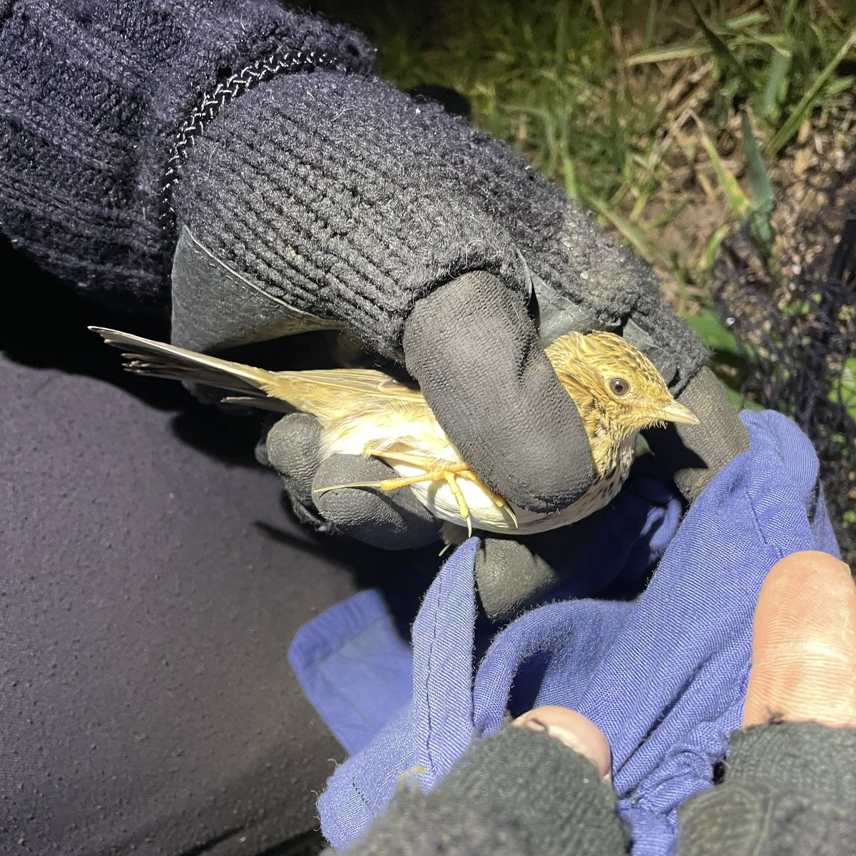 Leigh Morris tweet media