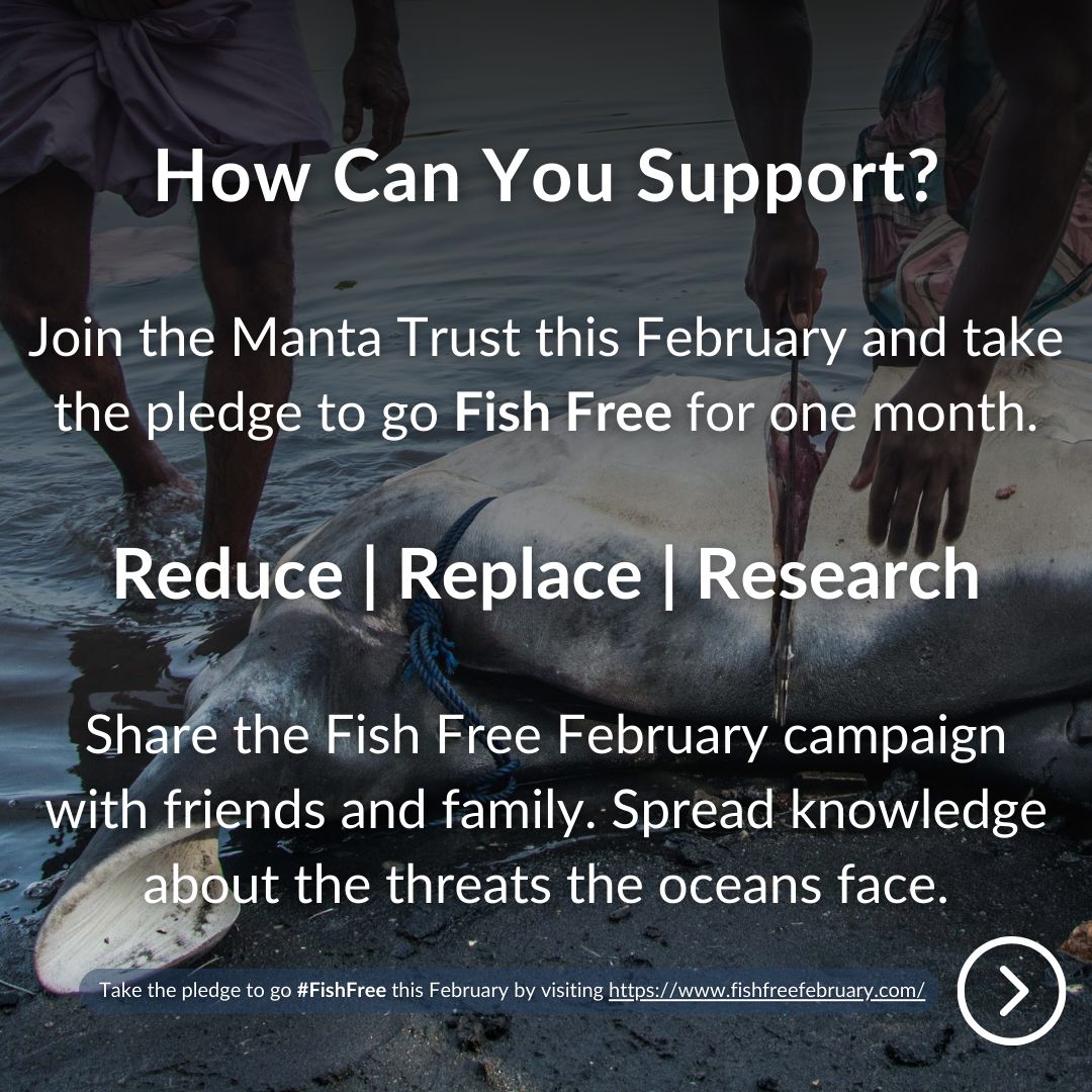 MantaTrust's tweet photo. Fish Free February x The Manta Trust
📲 To learn more about #FishFreeFebruary and to take the pledge, visit the link below!
👉https://t.co/FDh70gcVhn
#MantaTrust #MarineConservation #FishFreeFebruary #Sustainability #FishFree #TakeThePledge https://t.co/o0HI5NUUHO