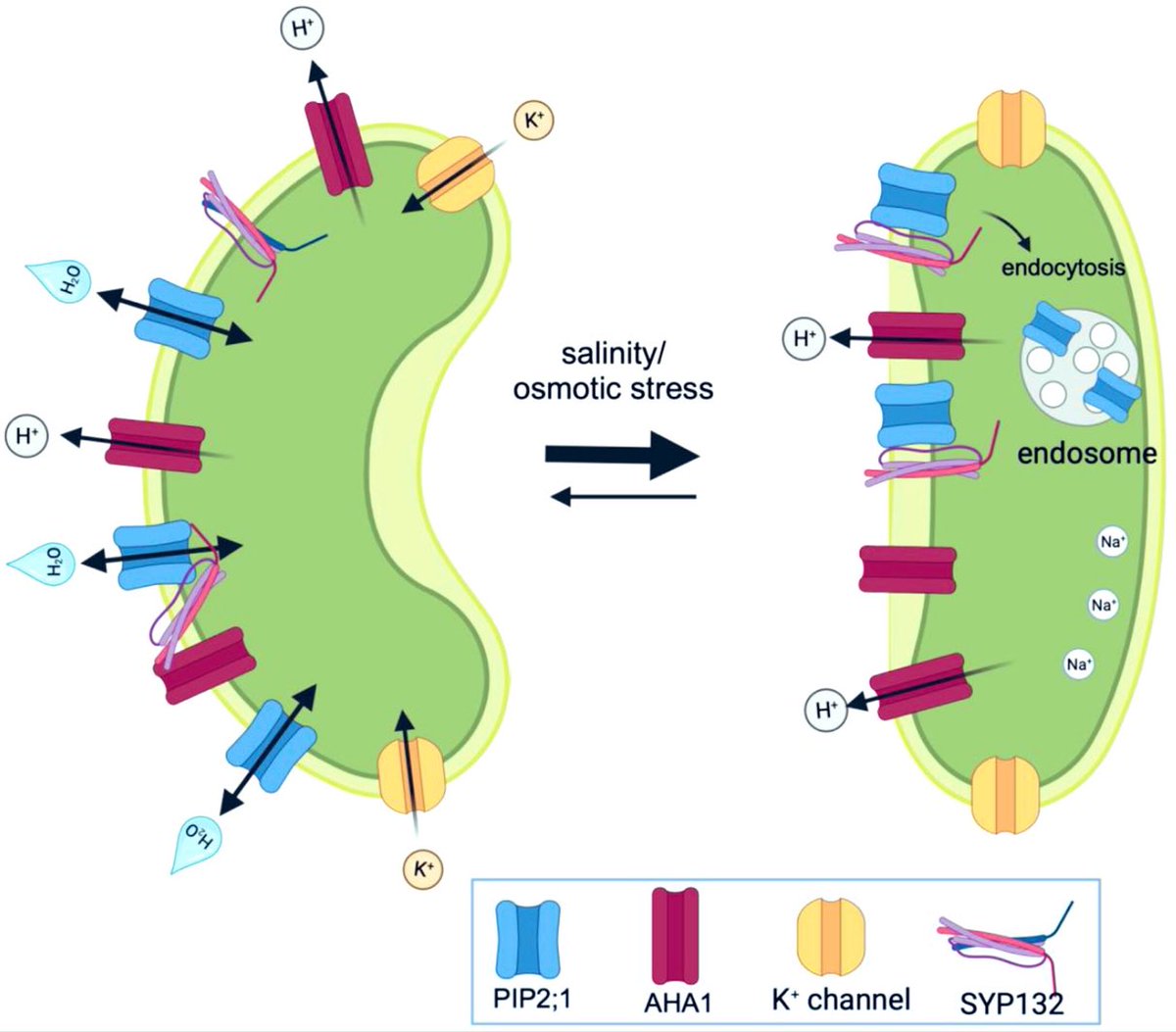 Just a beginning…. A SNARE at the centre of an antiparallel association of Aquaporin PIP2 and the proton pumps influenced by #saltstress #plant 
#OpenAccess Read at: onlinelibrary.wiley.com/doi/10.1111/tp…