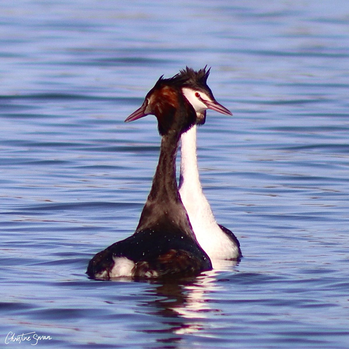 Love is in the air for this couple of Great Crested Grebes at Furzton Lake.

.
.
.

#miltonkeynes   #mk_igers #visitmk #thisismiltonkeynes #lovemiltonkeynes #miltonkeynesphotography #scenesfrommk #destinationmk #theparkstrust #miltonkeynesphotos #furztonlake #birdsphotography