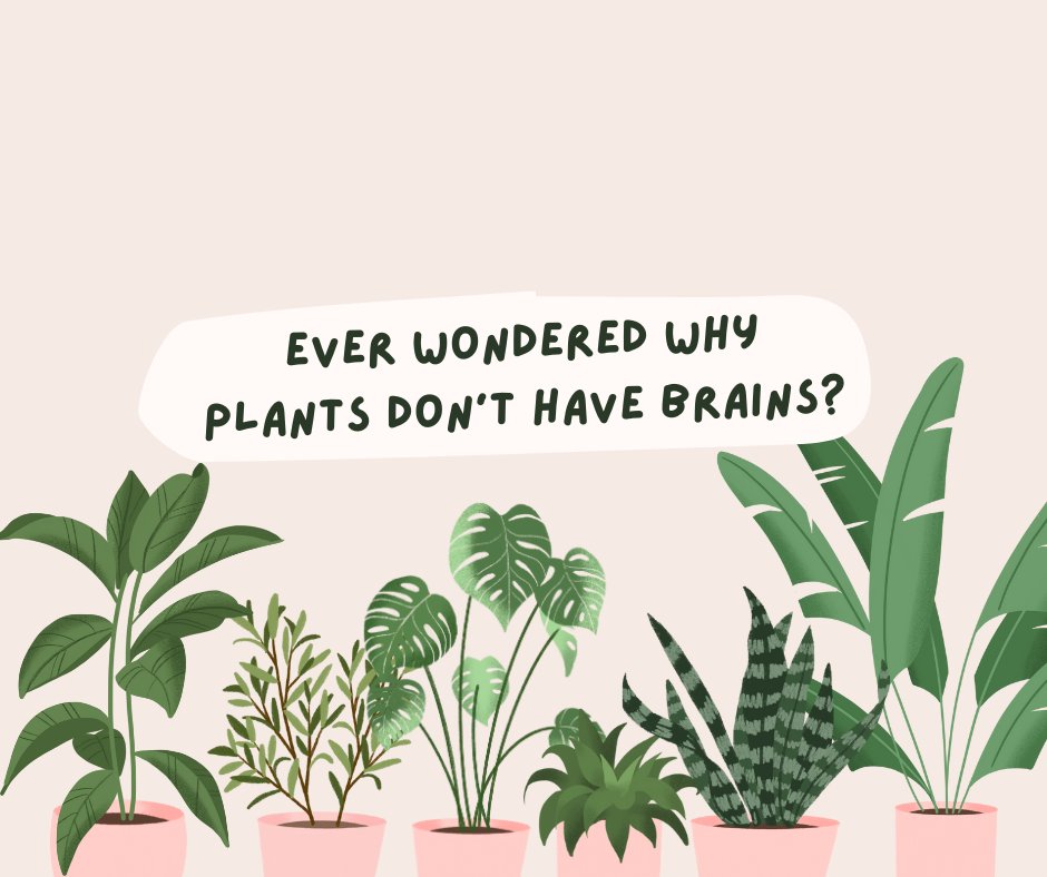 🪴 Because plants don't move.

🧠 Your brain didn't evolve so that you could think.

🏃 You have a brain because you have a body that moves.

#21stCenturyEmotionScience #TheoryOfConstructedEmotion #21stCenturyNeuroscience