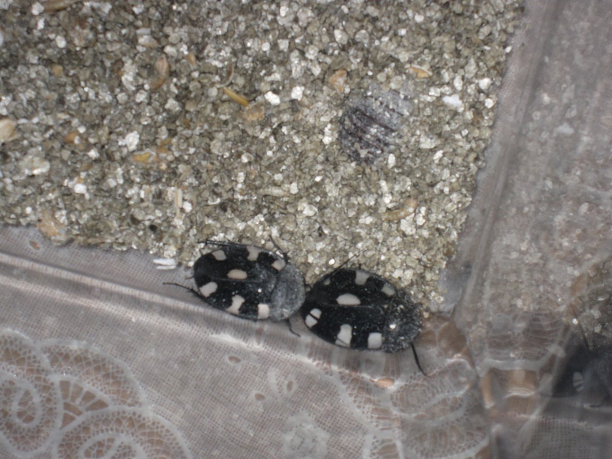 Taski_Guru's tweet photo. TW! cockroaches! (fancy looking ones thou)
Therea petiveriana (Therea spp.)
(desert cockroach, seven-spotted cockroach, or Indian domino cockroach)
Cockroaches I used to have.
#cockroach #sevenspotted #therea #photo #pet https://t.co/bCxZKzWr3I