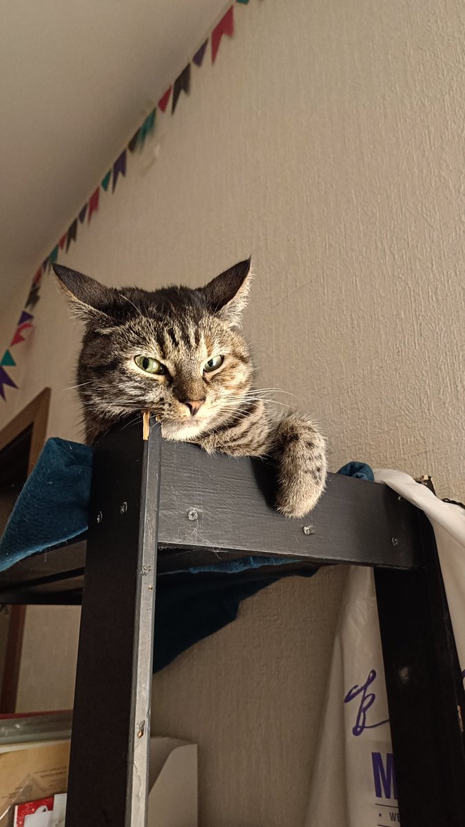 chechexe's tweet photo. @amdreinaredam Я хочу, я хочу! Плачу за вход кошкой https://t.co/XQ3TQ1zd0I