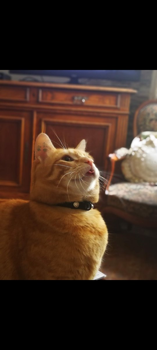 PLUME93692008's tweet photo. @BasileHeya Bisounez à cette beauté et à toi aussi Basile 😻 https://t.co/QPwx0bgrVd