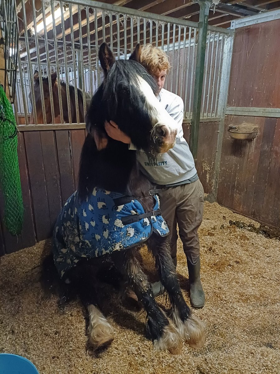 KjbPony's tweet photo. The boy has been back in the saddle.and Boston seems to be settled at the new place. Perhaps not so temporary as we first thought. Spare stable ready and waiting for the new friend #ponyhour #horsechathour #bestoffriends #jumpyjump https://t.co/nGRFYSY69c