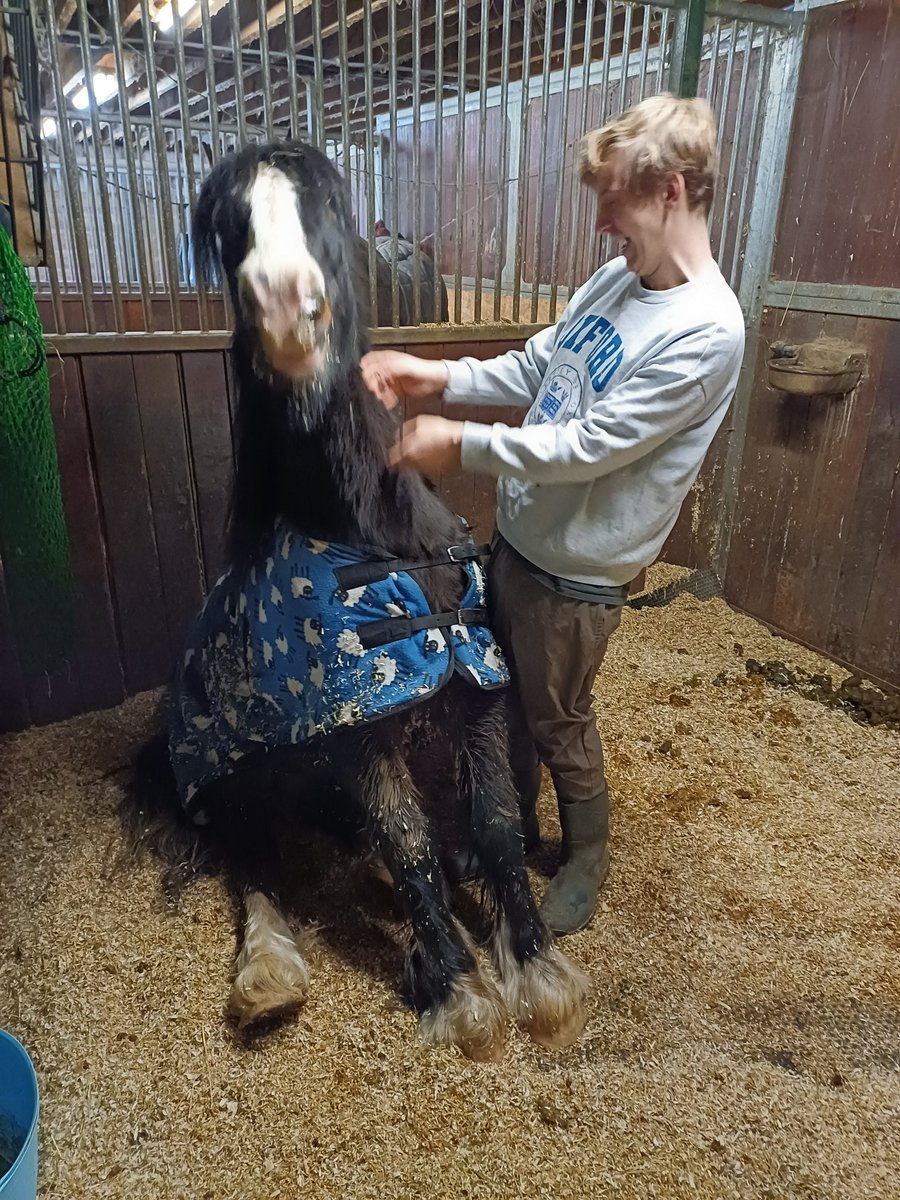 KjbPony's tweet photo. The boy has been back in the saddle.and Boston seems to be settled at the new place. Perhaps not so temporary as we first thought. Spare stable ready and waiting for the new friend #ponyhour #horsechathour #bestoffriends #jumpyjump https://t.co/nGRFYSY69c