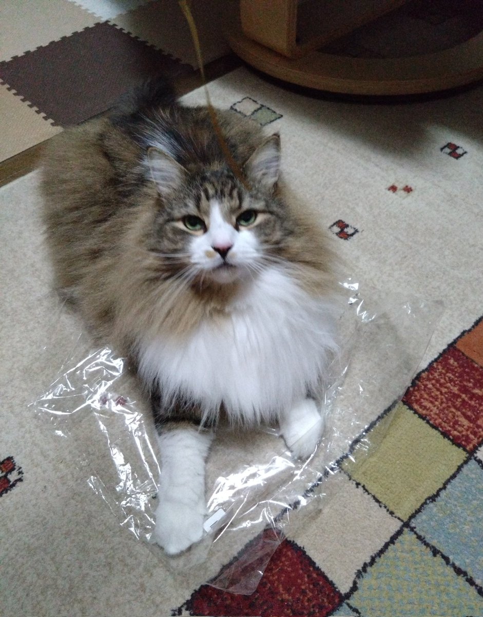 etty13898613's tweet photo. #猫のいるしあわせ https://t.co/thno39tMTC