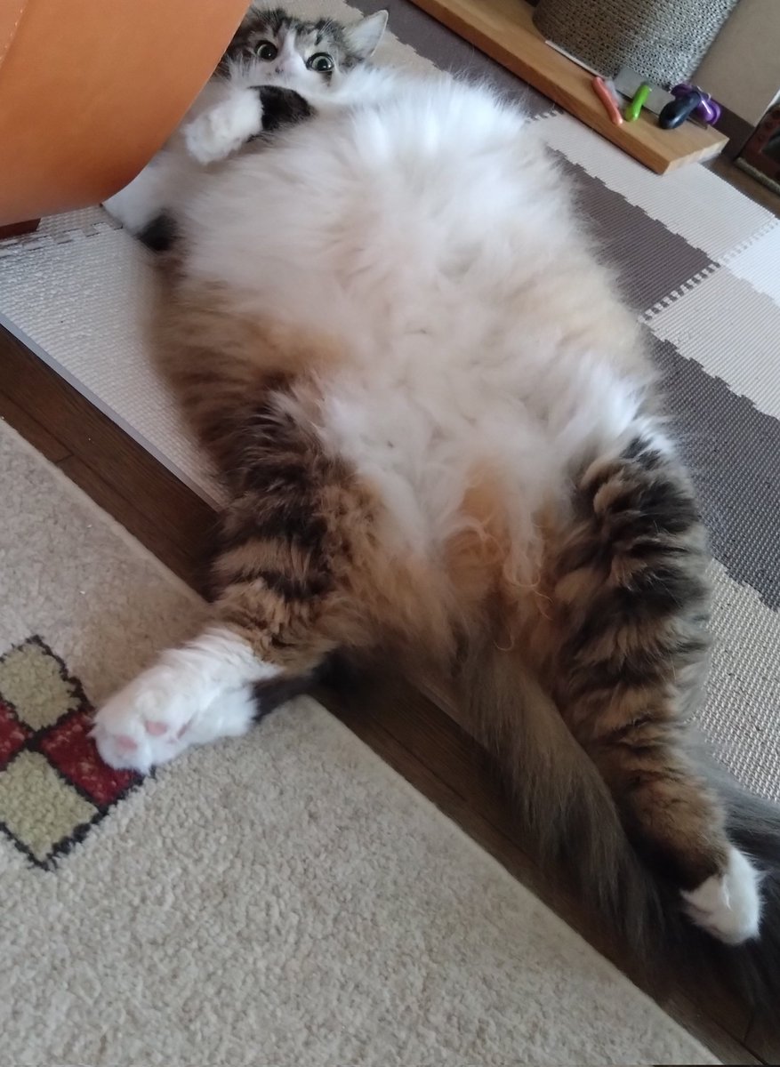 etty13898613's tweet photo. #猫のいるしあわせ https://t.co/thno39tMTC