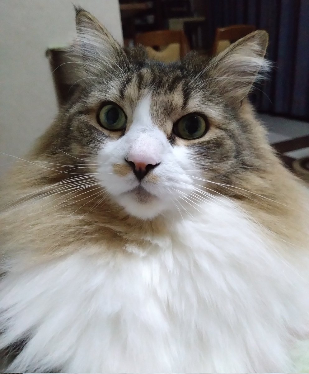 etty13898613's tweet photo. #猫のいるしあわせ https://t.co/thno39tMTC