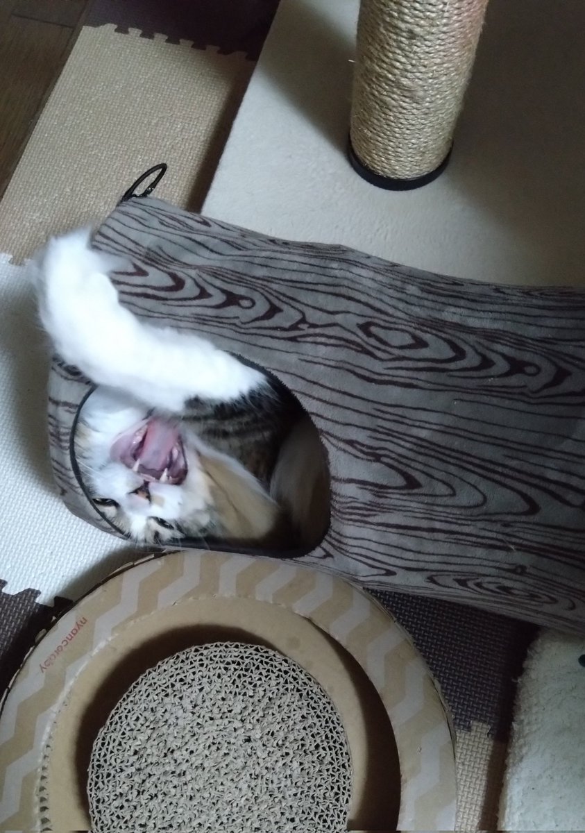 etty13898613's tweet photo. #猫のいるしあわせ https://t.co/thno39tMTC