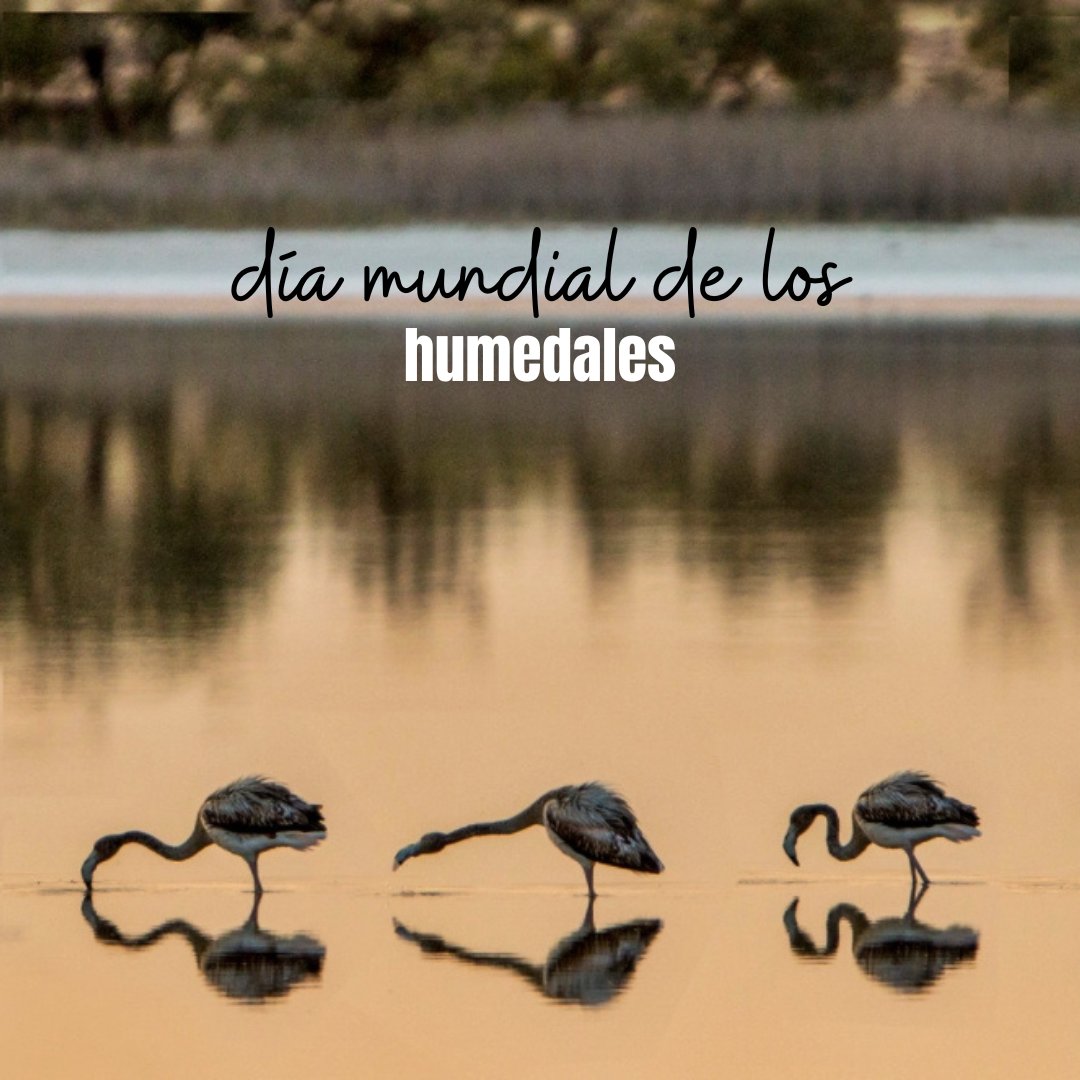 La #RutadelVinodeLaMancha tiene vino y tiene agua: la #ManchaHúmeda
Un tesoro natural que debemos respetar. 
🍷Hoy nuestro brindis va por los que trabajamos para que, de lo importante, nunca nos falte nada✨
¡Feliz Día Mundial, Humedales!
📸@sabersabor.es (IG)