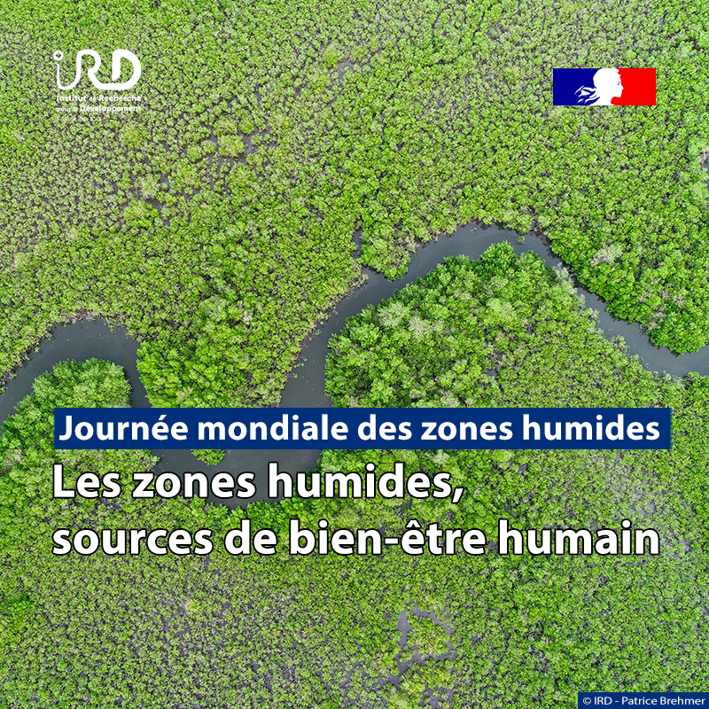 ird_fr's tweet photo. #JMZH2024 | 👉 Pour la journée mondiale des #ZonesHumides, plongez dans les recherches de l’#IRD visant à mieux comprendre et protéger ces écosystèmes précieux et les populations qui y vivent

🔗Pour en savoir + : https://t.co/XkPiD3opwP #WorldWetlandsDay #WWD2024 #ActForWetlands https://t.co/kdgZY0oGD6
