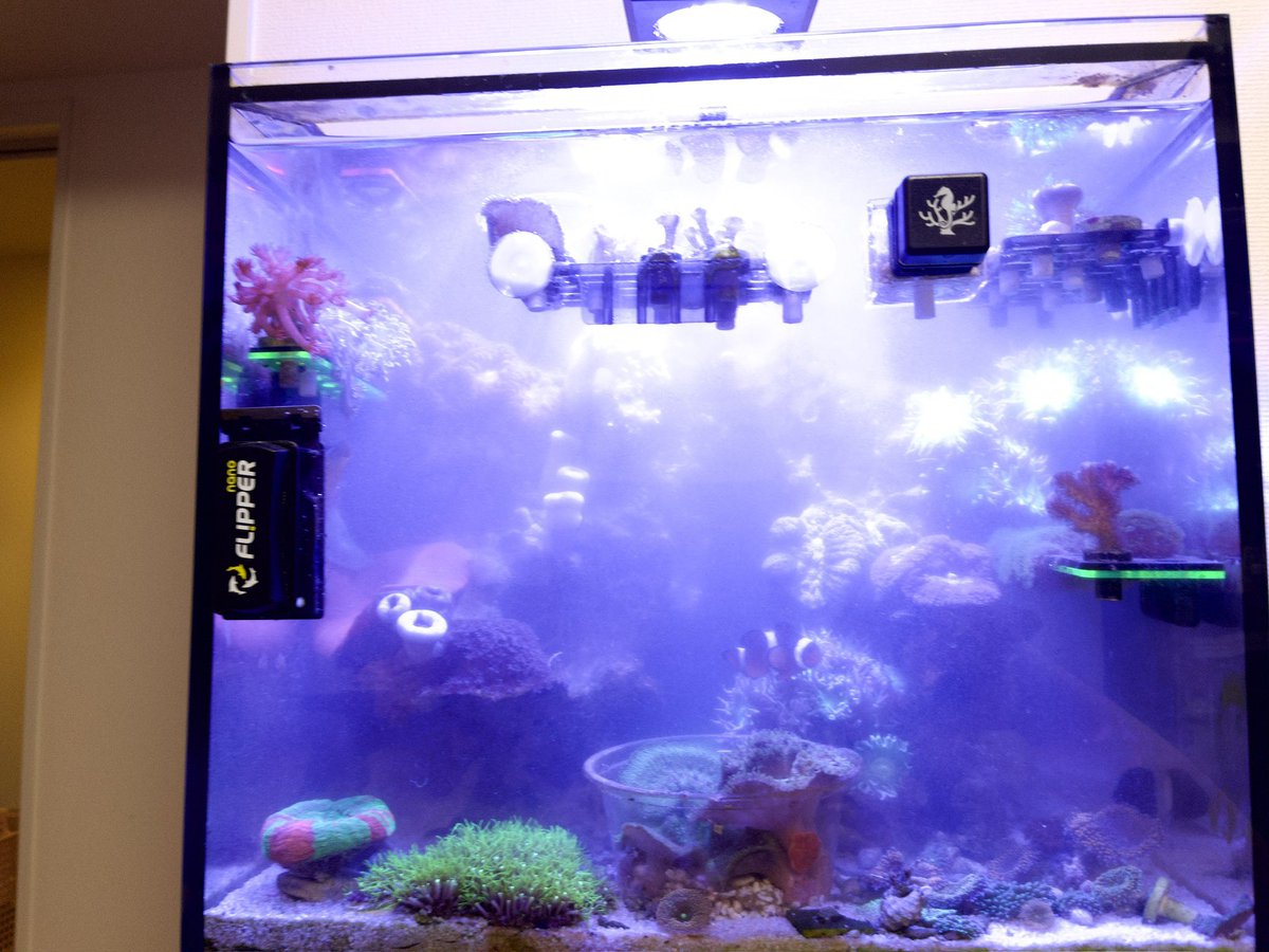 ヒーター入れ替え作業してたら揚水ポンプのゴム外れちゃってサンプのデトリタス舞ってしまった最悪や👹

ヒーターの電源コードの長さも足りんし。