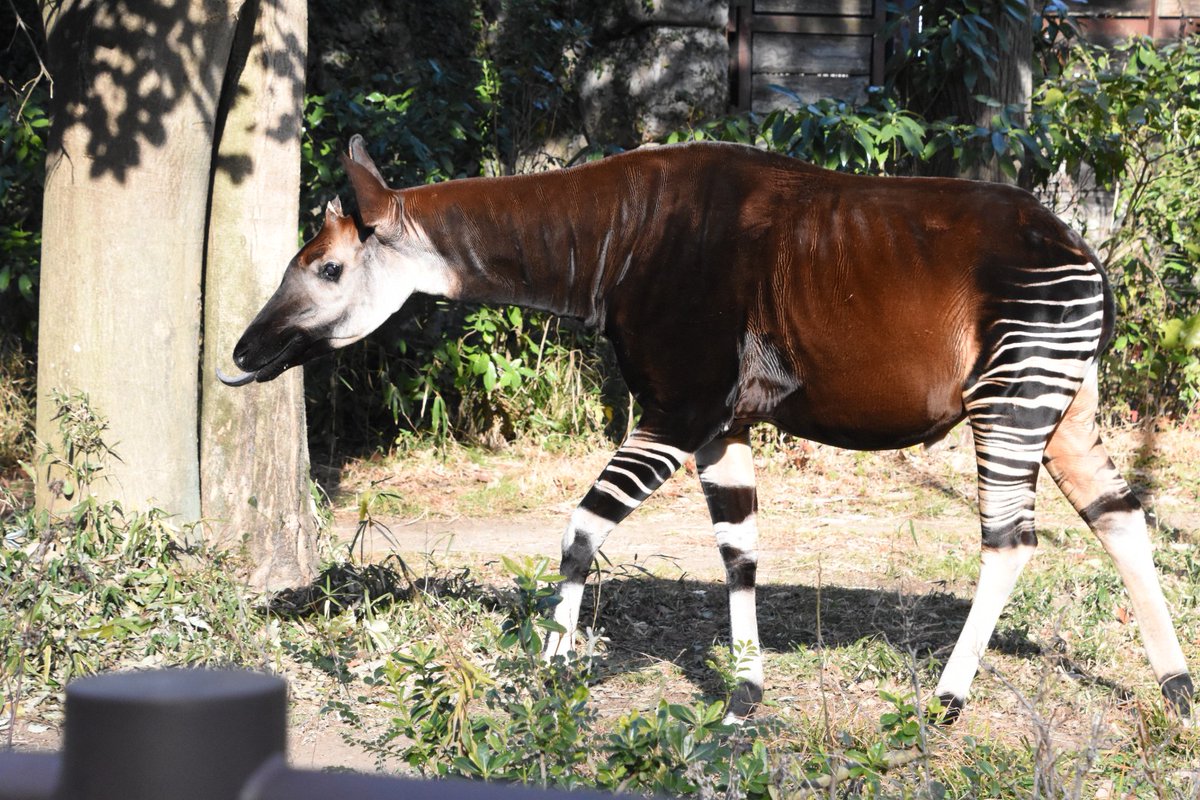 emiemipuu's tweet photo. 今週火曜日の金沢動物園でのオカピ😊その日ズーラシアまで行ったらまさかの休園日💦調べなかった私が悪い😅金沢動物園に移動。その日はわくわくタイム｢オカピのいろいろ」14：30～がちょうどある日だったので飼育員さんのお話が聞けてよかった。とっても楽しいお話でした。 https://t.co/2VfeY4gG9W